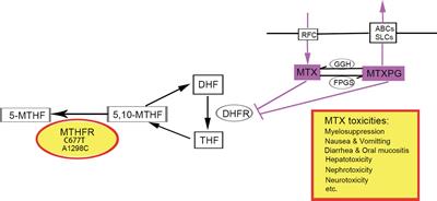 Influence of Methylenetetrahydrofolate Reductase C677T and A1298C Polymorphism on High-Dose Methotrexate-Related Toxicities in Pediatric Non-Hodgkin Lymphoma Patients